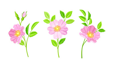 Rose hip pink flowers with green leaves set. Blooming wild rose twigs vector illustration
