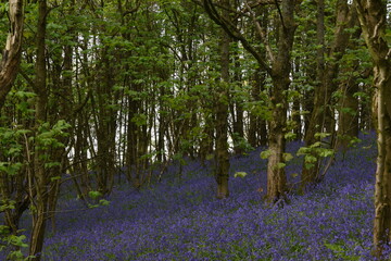 Fototapeta na wymiar a forest filled with bluebells on Walton hill in Stourbridge