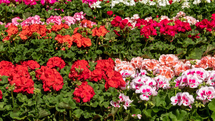 Garden centre display of various single and multicolored geranium, pelargonium plants.