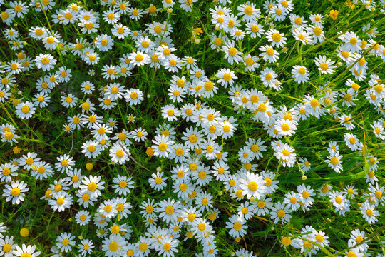 Beautiful background image of glade of bright blooming daisies (Matricaria recutita) on summer warm sunny day. A lot of flowers of daisies top view.