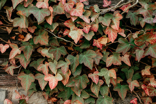 Green and red ivy leaves. Aesthetic autumn background
