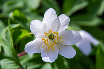 White springflowers of Anemone Nemorosa during a sunny day at forest floor during springtime