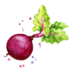 Fresh beetroot watercolor painting hand painted