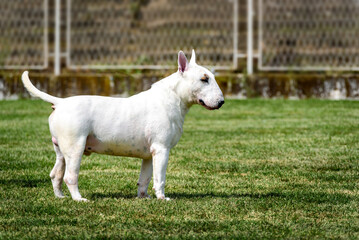 Fototapeta premium White Bull terrier show dog posing. Mini bullterrier
