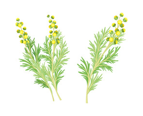 Artemisia mongolica, siberian herbs set. Flowering herbaceous medicinal plant vector illustration