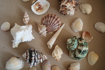 seashells on the wooden background