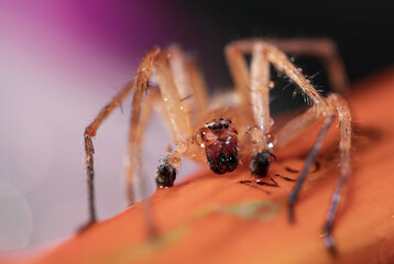 Closeup of a spider with many eyes and particularly large menacing fangs featured against a blurred...