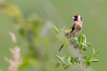 European goldfinch (Carduelis carduelis) portrait. Cute spring bird.