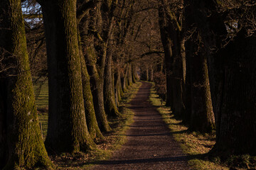 Obraz premium Ebersberg, Germany-March 10,2022 : Promenade along the Egglburger see (lake) along an alley of oaks in winter, a destination near Ebersberg, Upper Bavaria.