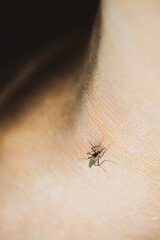 Mosquitoes in tropical forests are sucking blood on human skin.