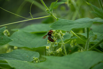 花粉を求めて飛び回る