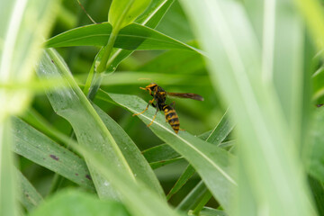 花粉を求めて飛び回る