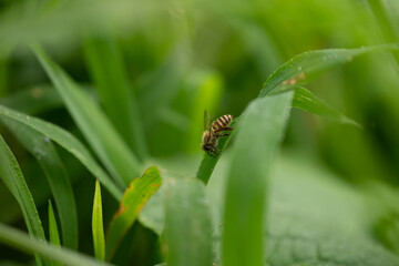 花粉を求めて飛び回る