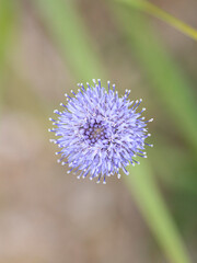 Beautiful wilf flower macro