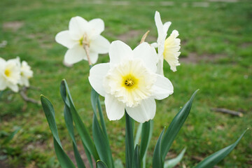 Daffodils in a sunny spring garden, close-up. Narcissus flower.