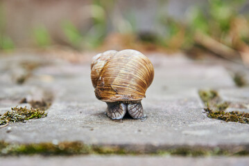 A large garden snail crawls along an asphalt path.