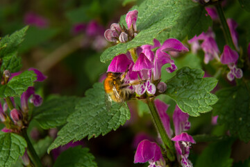 Large fluffy bumblebee closeup. Background with a bumblebee pollinating Lamium maculatum flowers