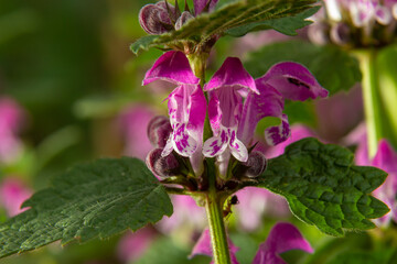 Pink flowers of spotted dead-nettle Lamium maculatum. Lamium maculatum flowers