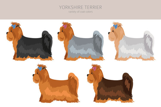 Different yorkie coats online