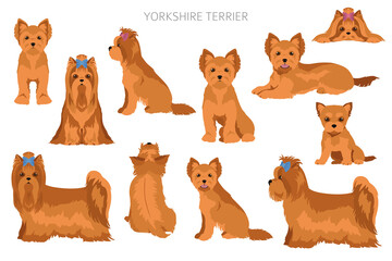 Yorkshire Terrier clipart. Different poses, coat colors set