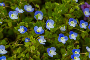 Macro photography of birdeye speedwell, veronica persica, at soft natural light