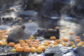 温泉に入るカピバラ