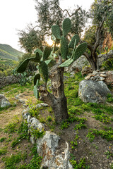 Very old cactus in the garden next to the cave dedicated to the cult of San Michele Arcangelo in Cagnano Varano. Cagnano Varano, province of Foggia, Puglia, Italy, Europe