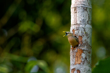 Chestnut tailed starling Female calling for her mate 