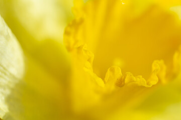 Fototapeta premium Natural background from yellow narcissuses.Selective focus.