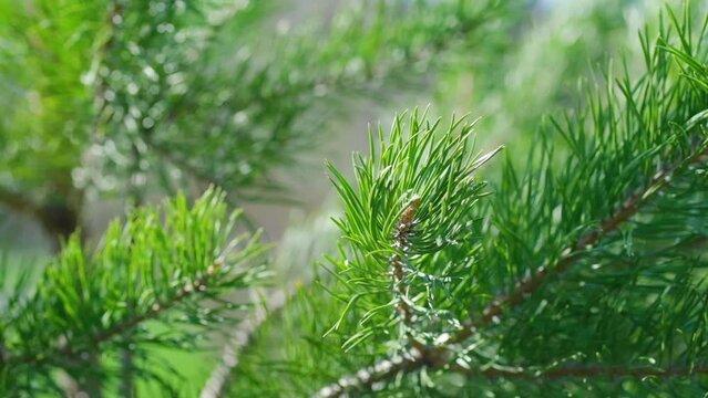 Wind shakes green pine branches, close-up.