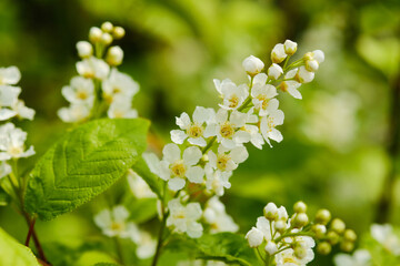 Blooming prunus padus close up - obrazy, fototapety, plakaty