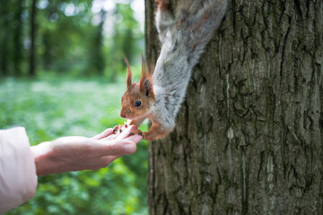 Squirrel eats pine nuts from the hand