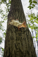 Squirrel on tree , animal portrait