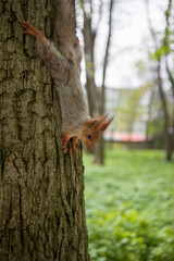 Fototapeta premium Squirrel On Tree Trunk Looking At Camera