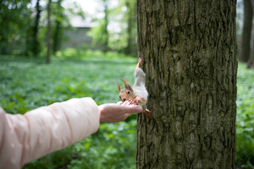 The squirrel eats from a hand