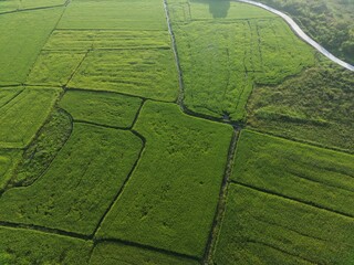 green grass field