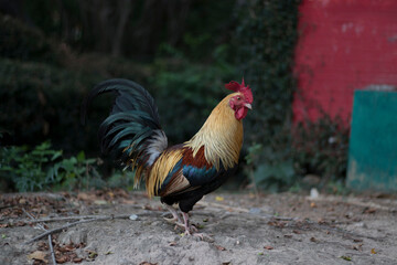 A rooster walks alone foraging on the cement floor.