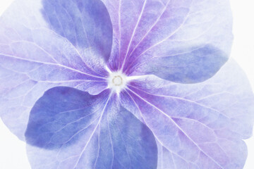 Beautiful backlit macro photo of blue and purple hydrangea flower watercolor petals. Natural background for quotes or blog. Amazing blossom detail