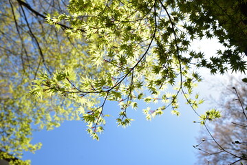 spring branches