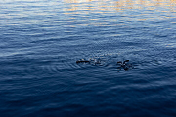 An otter and a seagull fighting