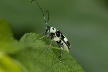 森の中のカミキリムシ
