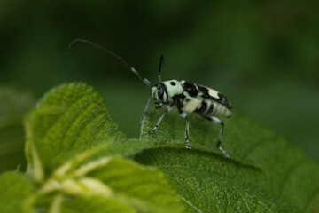 森の中のカミキリムシ
