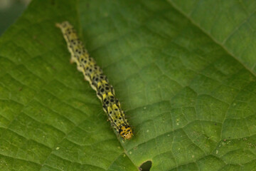 綺麗な蝶の幼虫たち