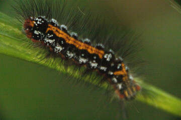 綺麗な蝶の幼虫たち