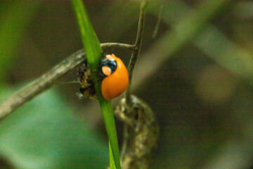 様々なてんとう虫