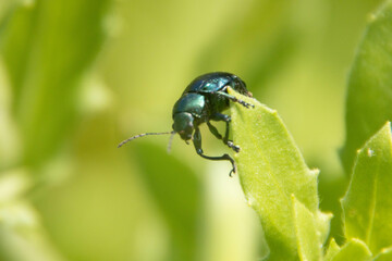 草原の甲虫たち