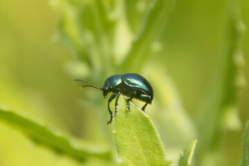 草原の甲虫たち