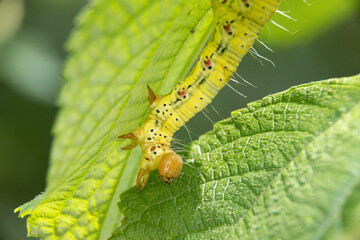 綺麗な蝶の幼虫たち
