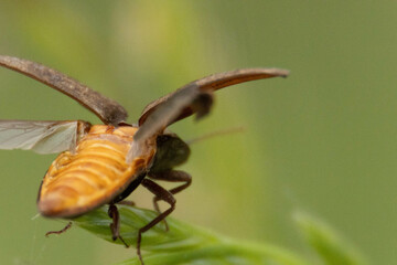 草原の甲虫たち
