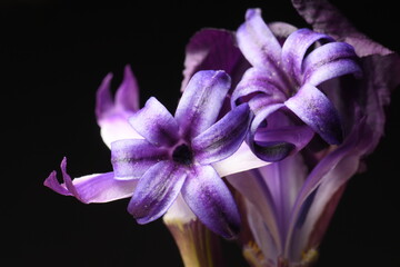 miniature purple flowers on a black background, spring bouquet, studio shot.